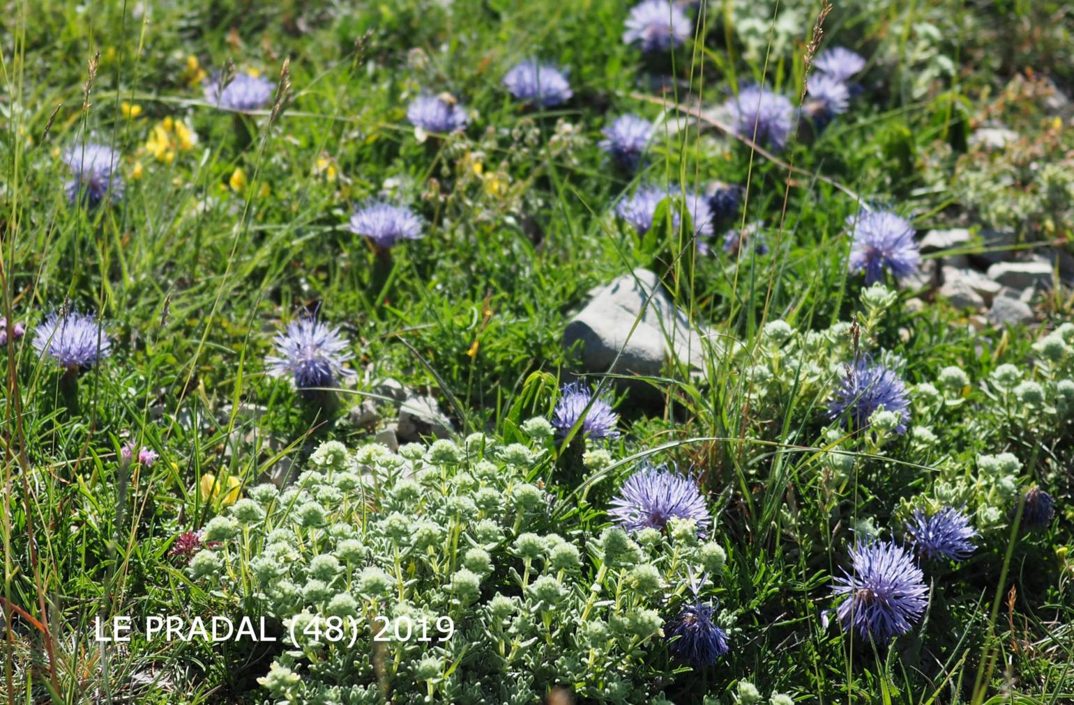 Thistle, Dwarf blue